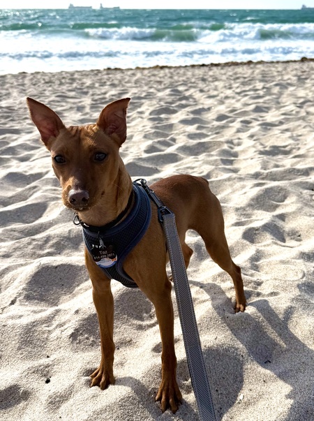Taz 