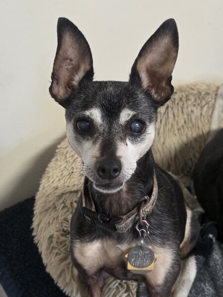Entry image for Pinny. Clicking this image will show a larger photo