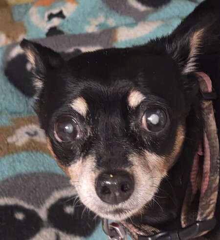Entry image for Lacey Lou. Clicking this image will show a larger photo