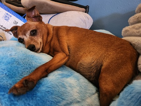 Entry image for Scooby. Clicking this image will show a larger photo