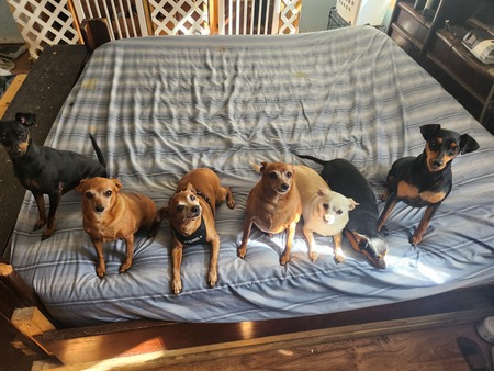 Entry image for Reed, Scrappy, Bennie, Scooby, Ted, Bill, & Squirrel . Clicking this image will show a larger photo