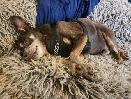 Entry image for Moose. Clicking this image will show a larger photo