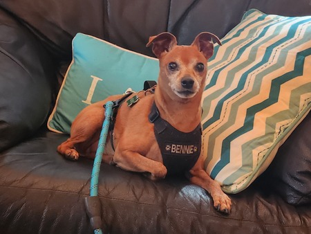 Entry image for Bennie. Clicking this image will show a larger photo