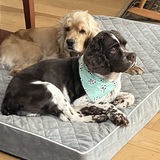 Entry image for Rupert and Cooper