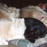 Entry image for Beatrice and Hobo