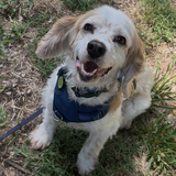 Entry image for Tillie