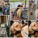 Entry image for Brady, Ovie, Winky, Sassy, Copper