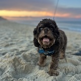 Entry image for Baylee Rose