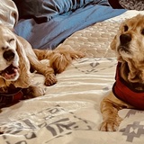 Entry image for Gronk & Ruby 