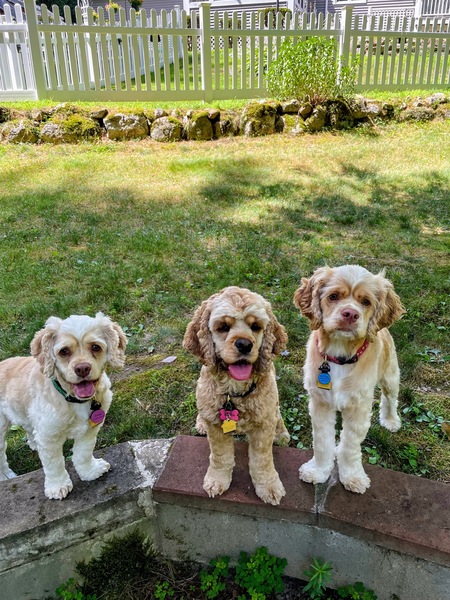 Zoey, Bella & Polly
