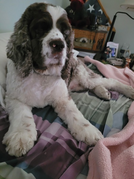 Entry image for Charlie. Clicking this image will show a larger photo