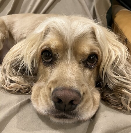 Entry image for Cooper. Clicking this image will show a larger photo