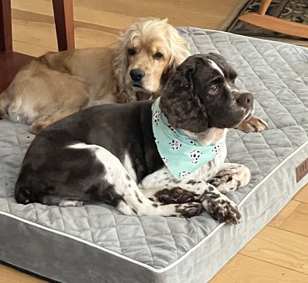 Entry image for Rupert and Cooper. Clicking this image will show a larger photo