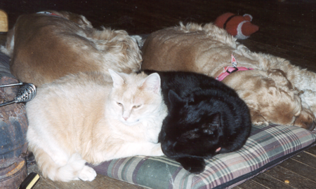 Entry image for Beatrice and Hobo. Clicking this image will show a larger photo