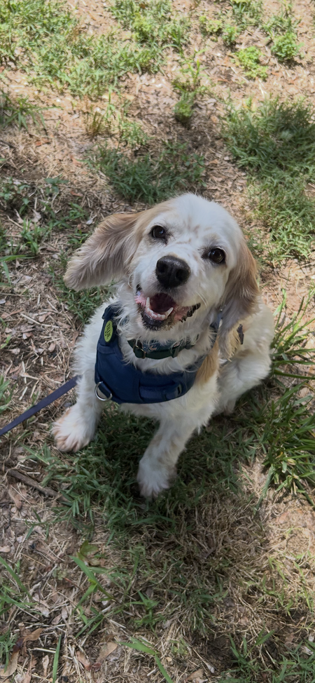 Entry image for Tillie. Clicking this image will show a larger photo