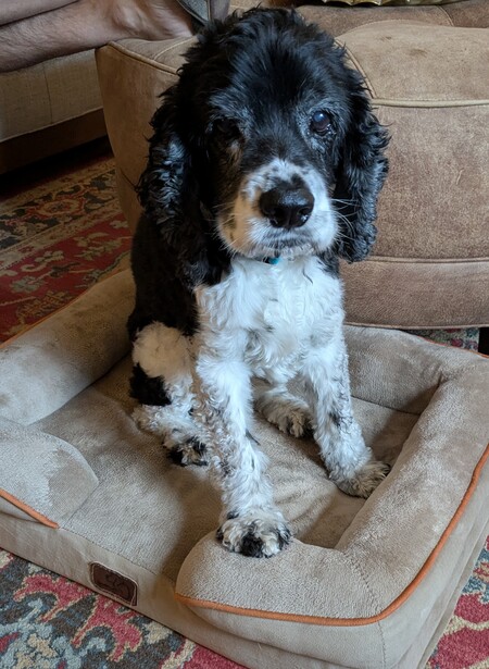 Entry image for Jasper . Clicking this image will show a larger photo