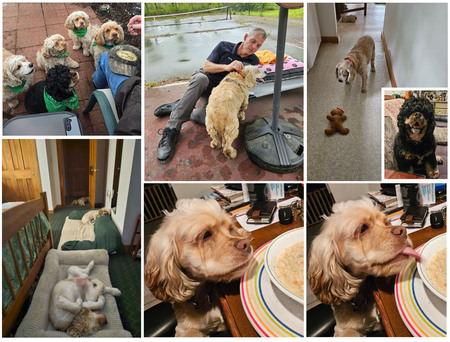 Entry image for Brady, Ovie, Winky, Sassy, Copper. Clicking this image will show a larger photo