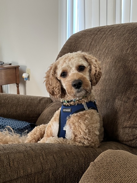 Entry image for Declan. Clicking this image will show a larger photo