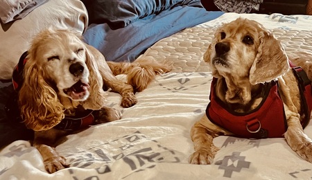 Entry image for Gronk & Ruby . Clicking this image will show a larger photo