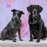 Entry image for Milo and Kona
