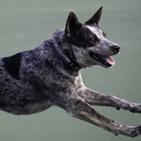 Entry image for Bella