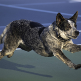 Entry image for Bella