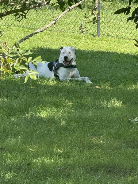 Hank (Hawk)