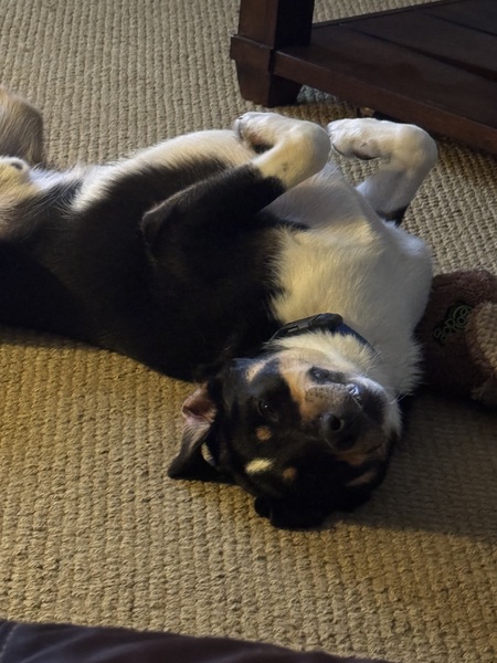 Archie