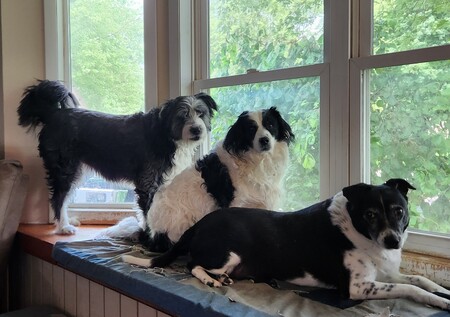 Jasmine, Chance and Cina