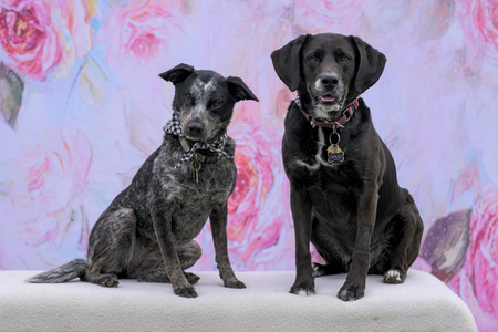 Entry image for Milo and Kona. Clicking this image will show a larger photo