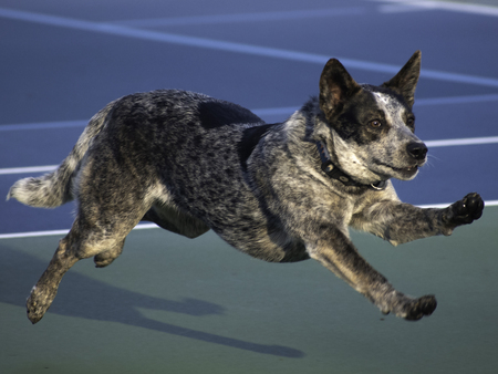 Entry image for Bella. Clicking this image will show a larger photo
