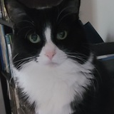 Entry image for Luna (aka LuLu)