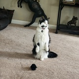 Entry image for Loki
