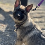 Entry image for Faas (Adopted 7/2025 from VA German Shepherd Rescue))