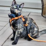 Entry image for Esme (Adopted 2023)