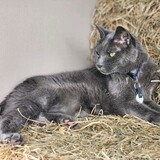 Entry image for Luna (Adopted 2008 Stafford County Animal Shelter)
