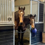Entry image for Skip & Ink (Adopted 2023 - Mid-Atlantic Horse Rescue)