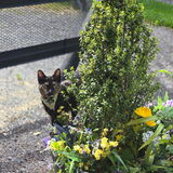 Entry image for Aspen (Rescued - 2024)
