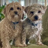 Entry image for Ziggy & Marley
