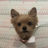 Entry image for Pea