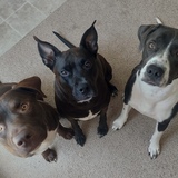 Entry image for Atlas, Remi, and Gracie