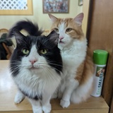Entry image for Michael and Blaze