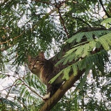 Entry image for Lady Grey