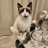 Entry image for Coco