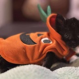 Entry image for Frankie