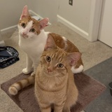 Entry image for Ringo and Jack