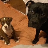 Entry image for Mary Jane and Ace