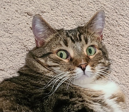 BB