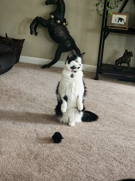Loki