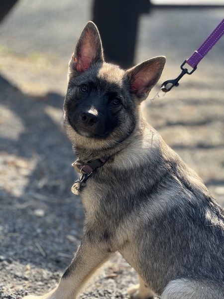 Faas (Adopted 7/2025 from VA German Shepherd Rescue))